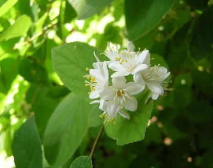 ウツギの花