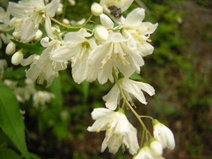 ウツギの花