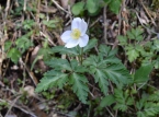 野草図鑑 春咲く花