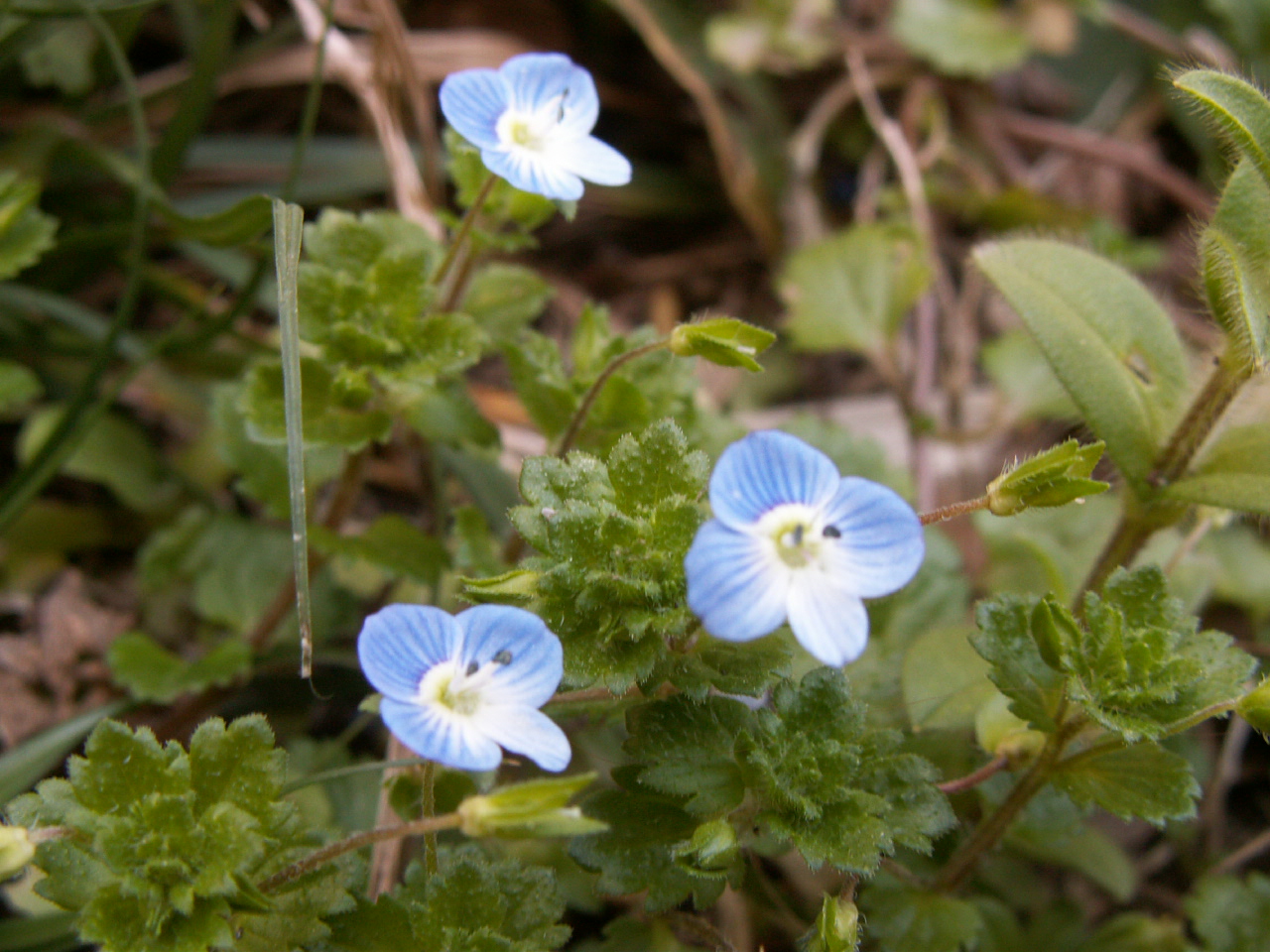 野草図鑑 春咲く花