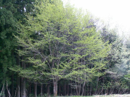 ハルニレ樹