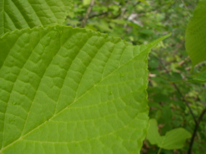 ヒトツバカエデ葉写真