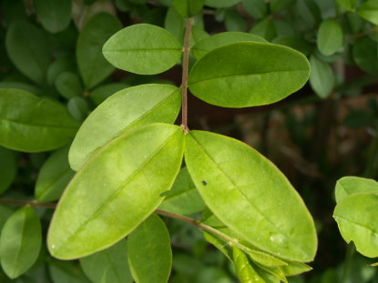 イボタノキ葉