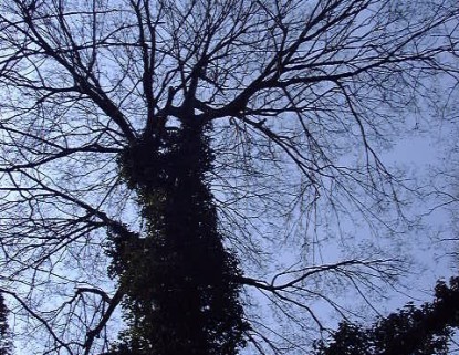 キヅタ樹