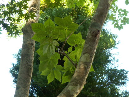 コシアブラ樹