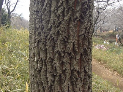 クヌギ樹