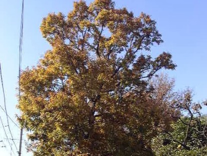 クヌギ樹