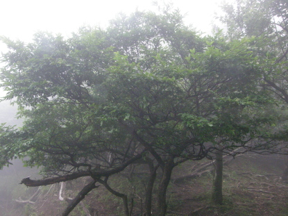 ミヤマイボタ樹