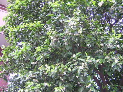 ナツミカン樹