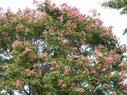 オオモクゲンジ樹