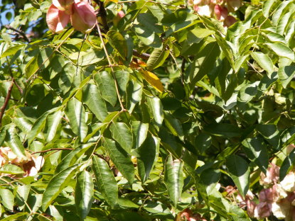 オオモクゲンジ葉