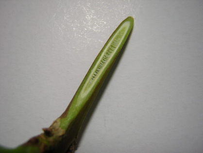 シナレンギョウ茎