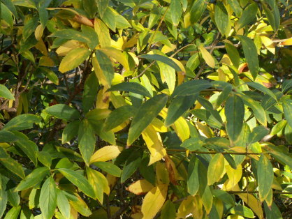 シナレンギョウ黄葉