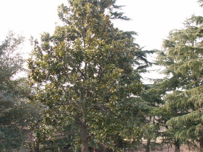 タイサンボク樹