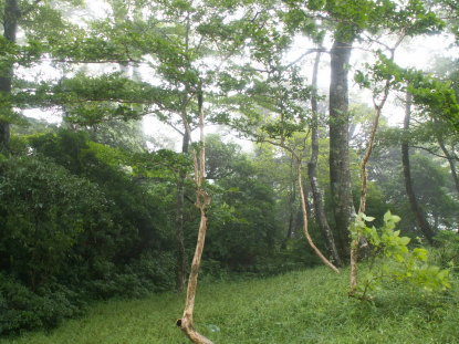 タンナサワフタギ樹