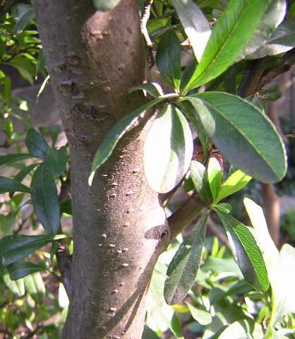 樹木図鑑 トキワサンザシ