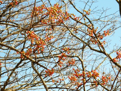 ツルウメモドキ樹
