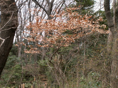 ヤマコウバシ冬樹