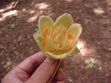 ユリノキ花