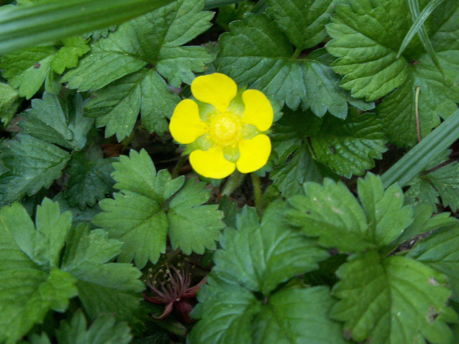 野草図鑑 春咲く花