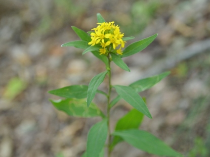 野草図鑑 アキノキリンソウ